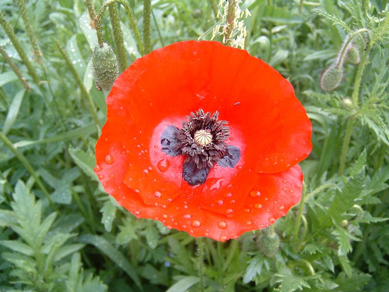 k-mohn_4.jpg